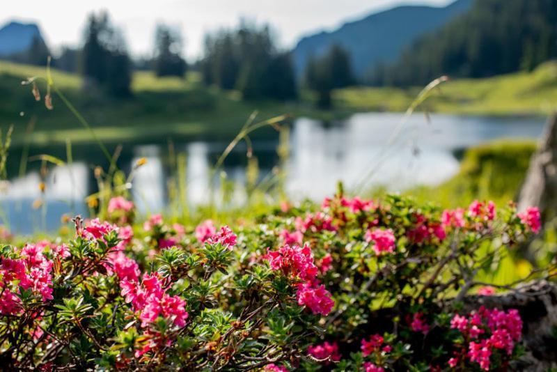 Ferienwohnungen Schantl Schoppernau Esterno foto